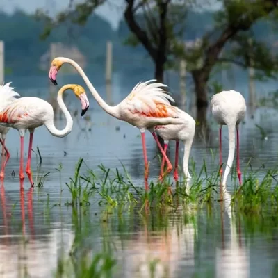 Bharatpur Bird Sanctuary