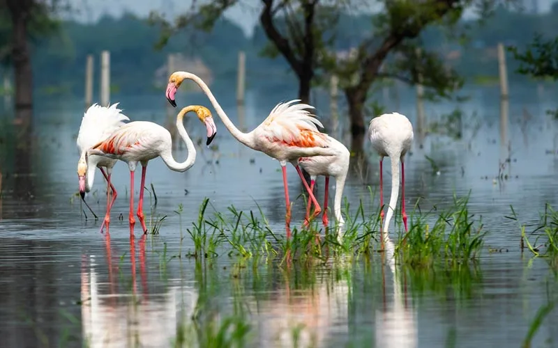 Bharatpur Bird Sanctuary