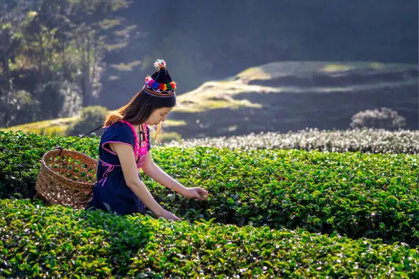 Cameron Highlands