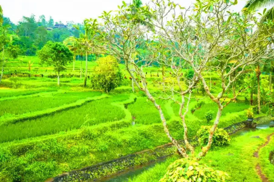 ooty triphills.com