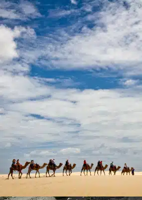 Ladakh Camel Ride